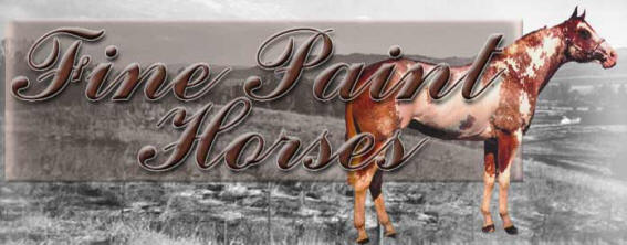 Fine Paint Horses Banner